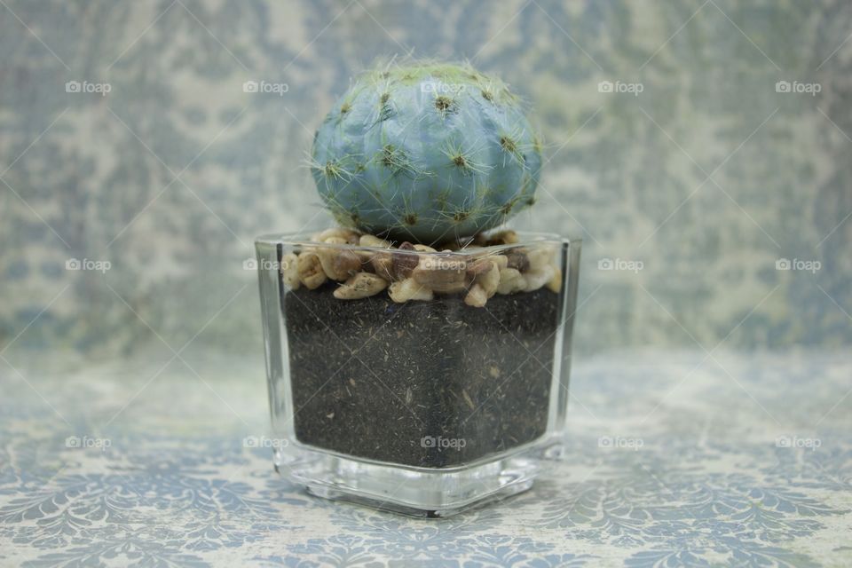 Small turquoise-colored cactus in a clear glass container against a light turquoise-patterned background