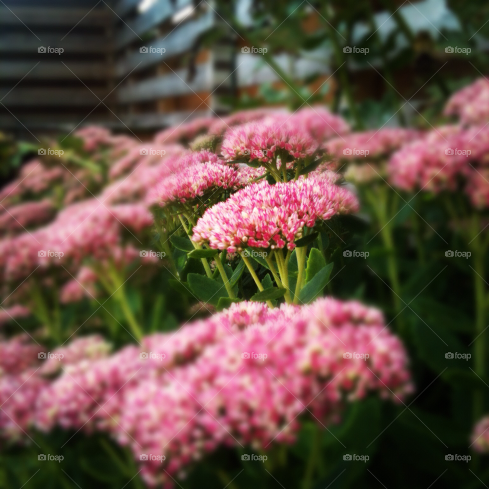 skåne green garden pink by Bizze