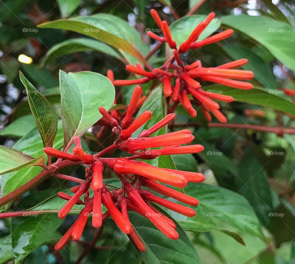 Orange firebush flowers