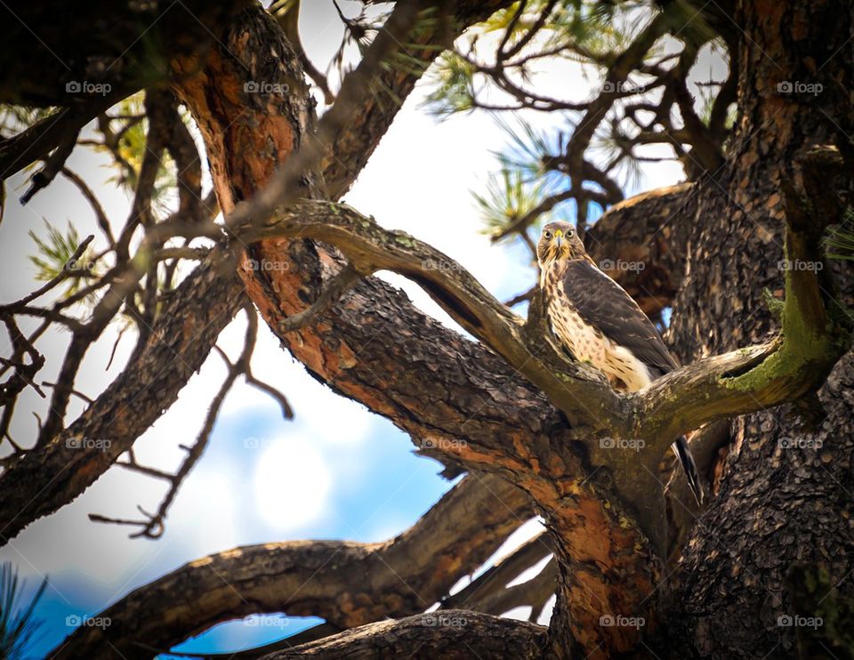 Low angle view of northern goshawk perching on tree trunk