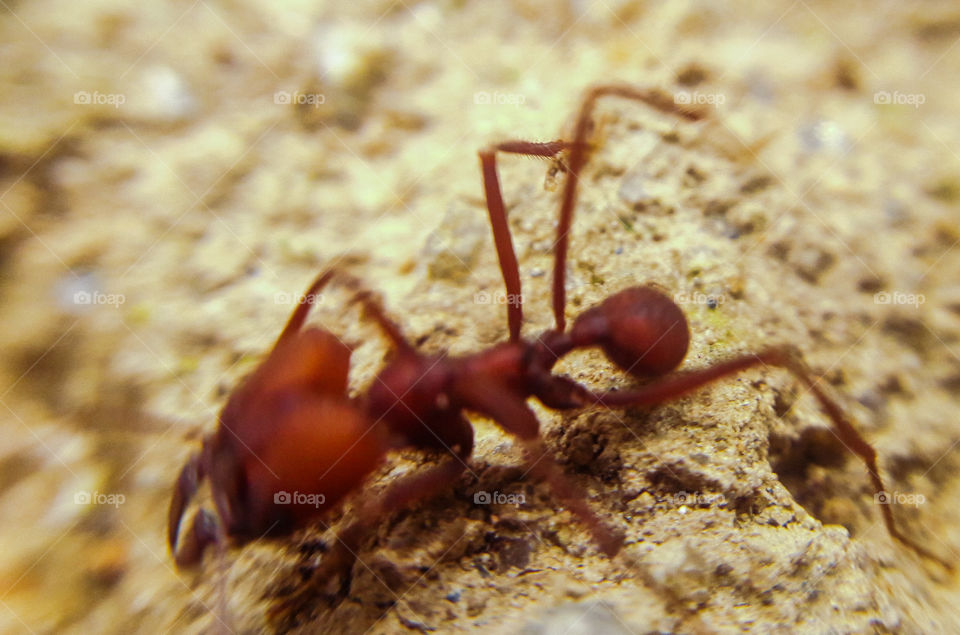 Formiga Sauva Brasileira
