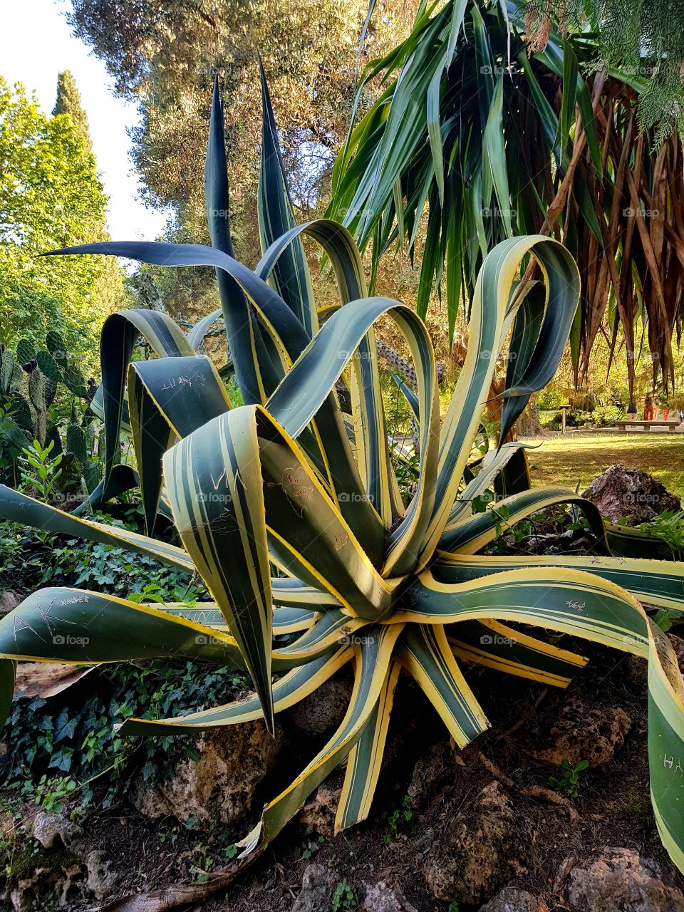 flowers and summer time, botanic garden 🌼🌻🌻