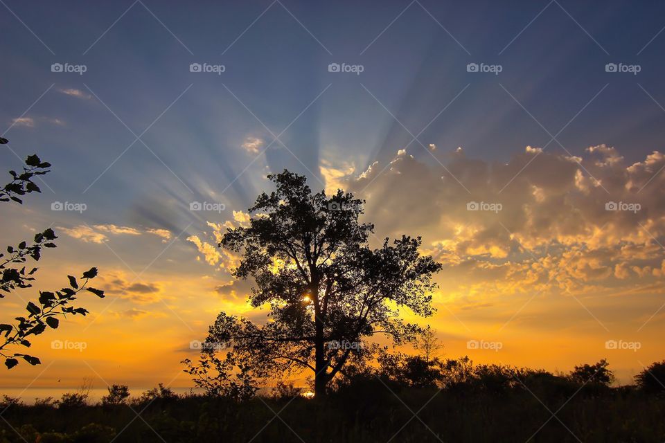 Silhouette of tree during sunset