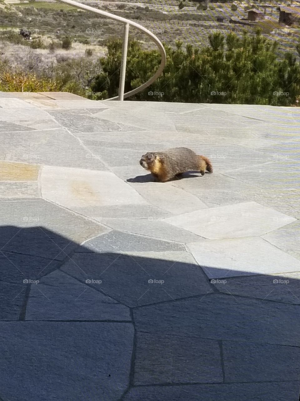 Found a marmot in the yard