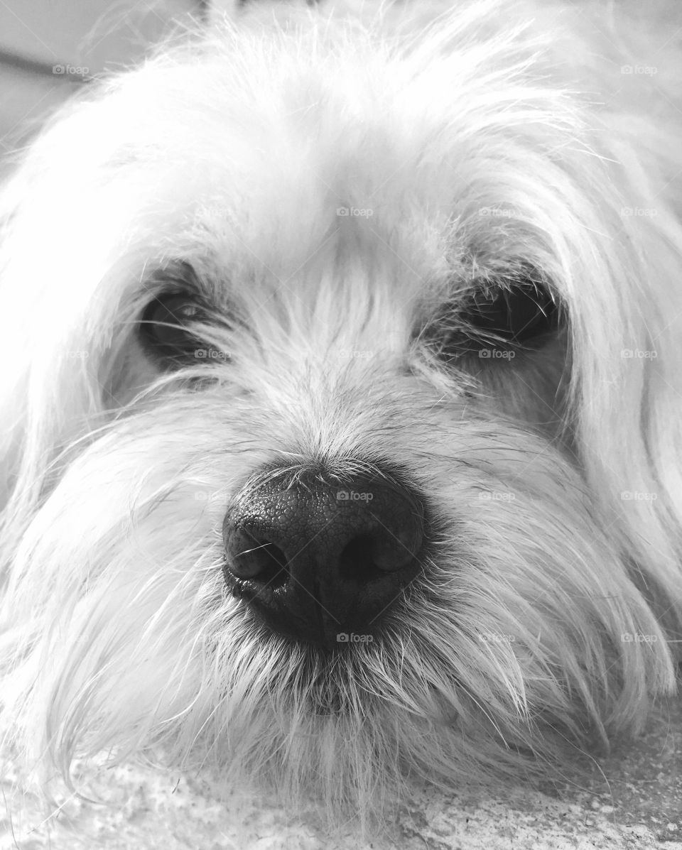 Extreme close-up of a dog