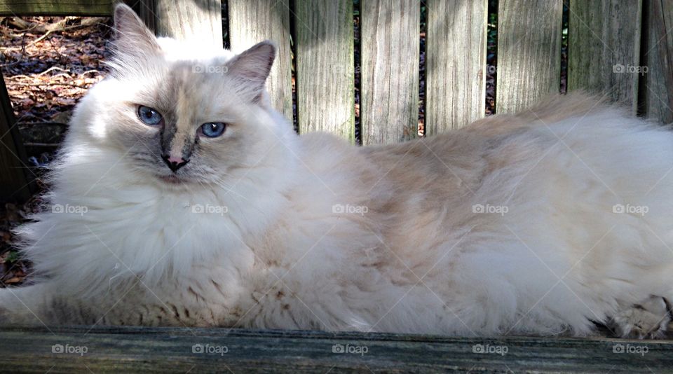 Close-up of a ragdoll cat