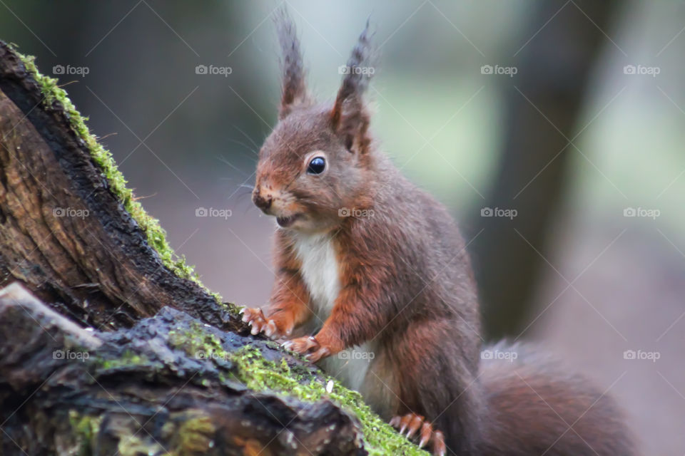 Squirrel