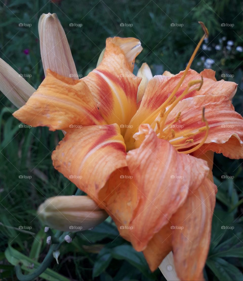 orange one day lilly