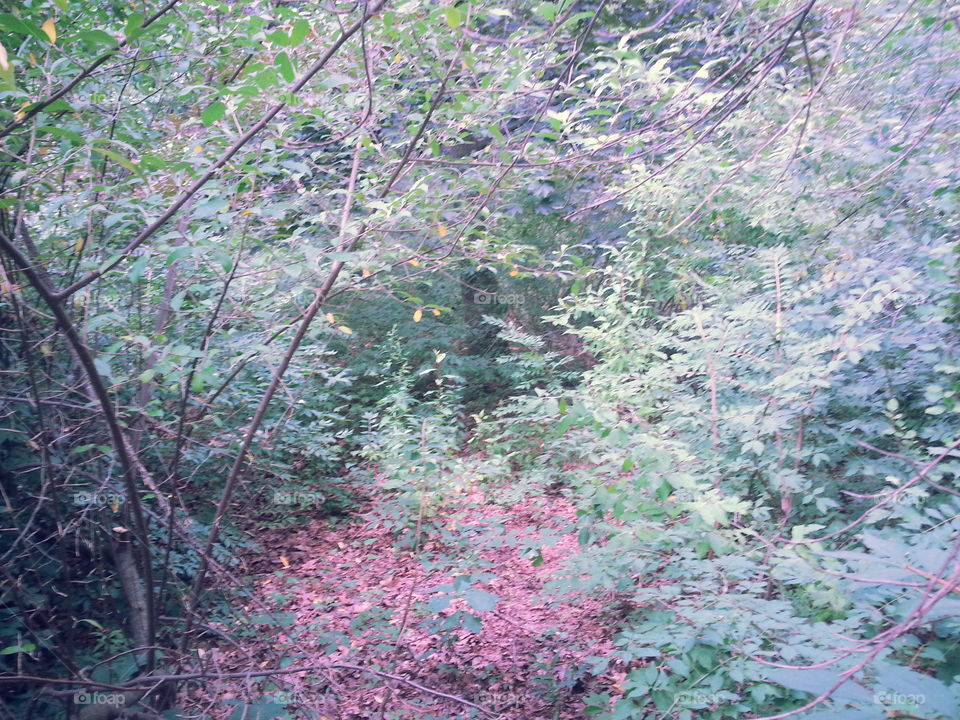 Leaf, Tree, Nature, Wood, Landscape