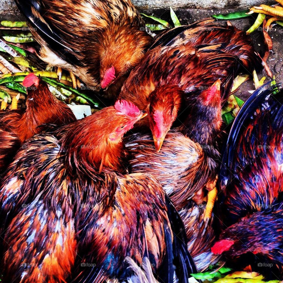 colorful roosters at a street fair