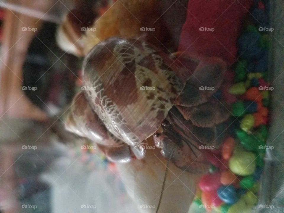 Hermit Crab