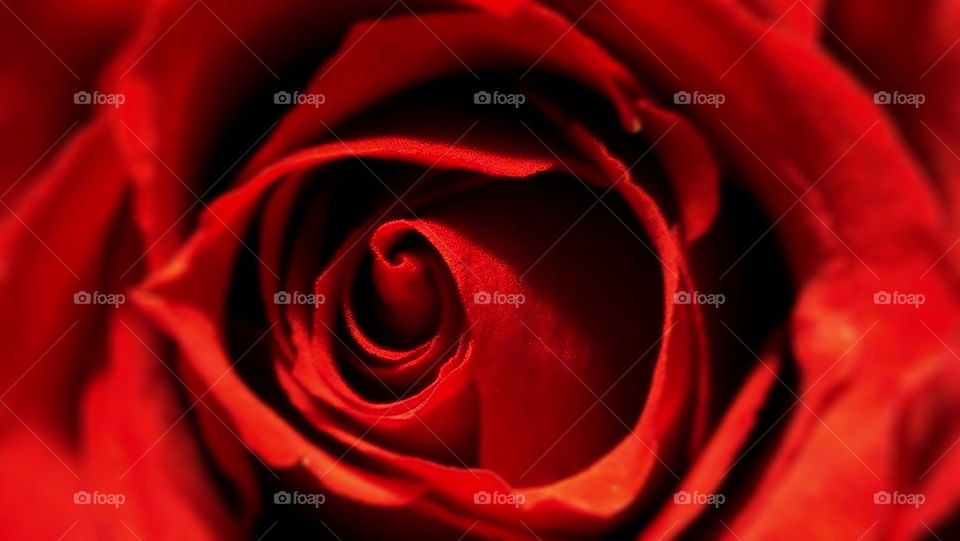 Red rose close up