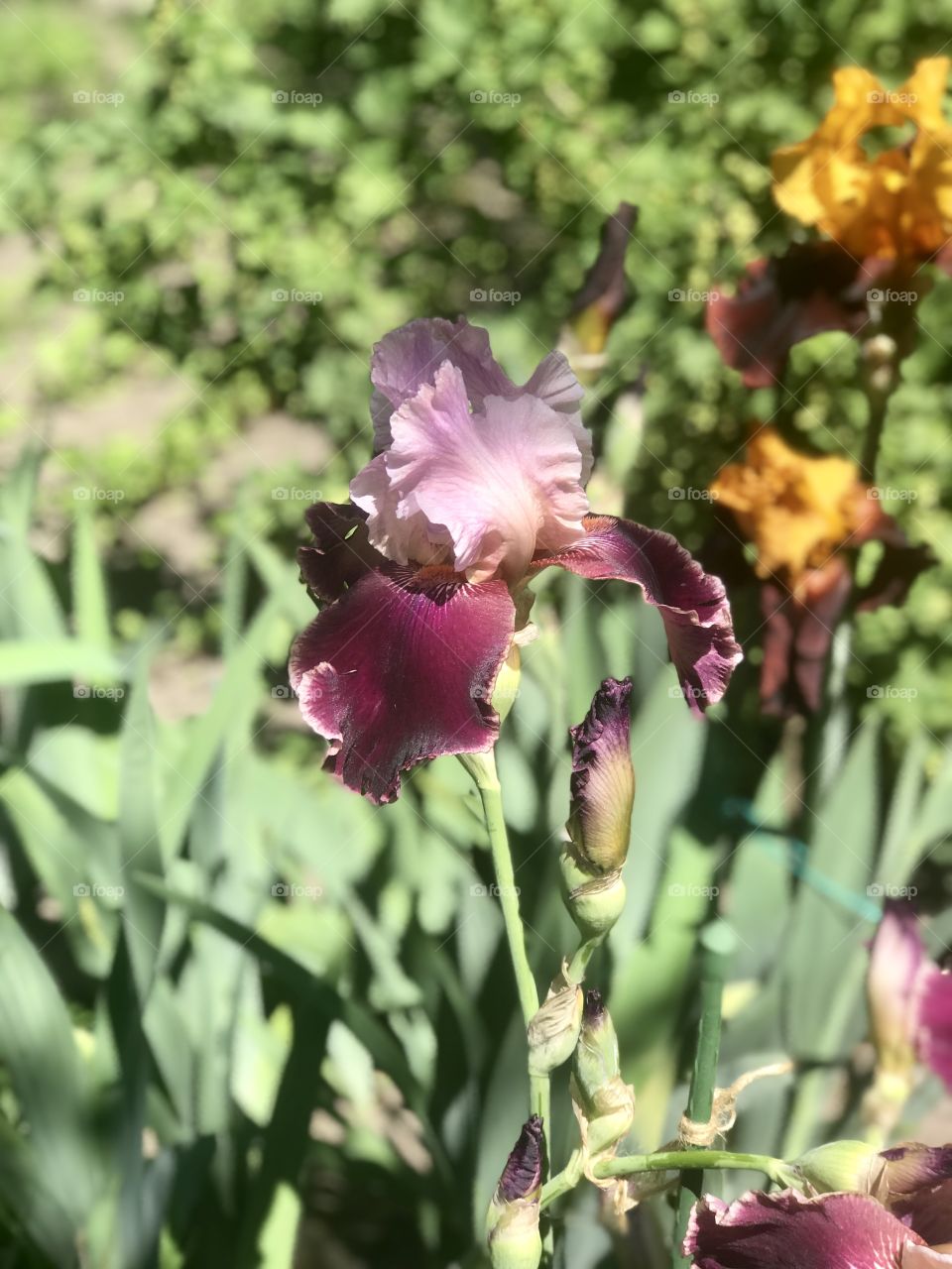 beautiful flowering irises in the garden