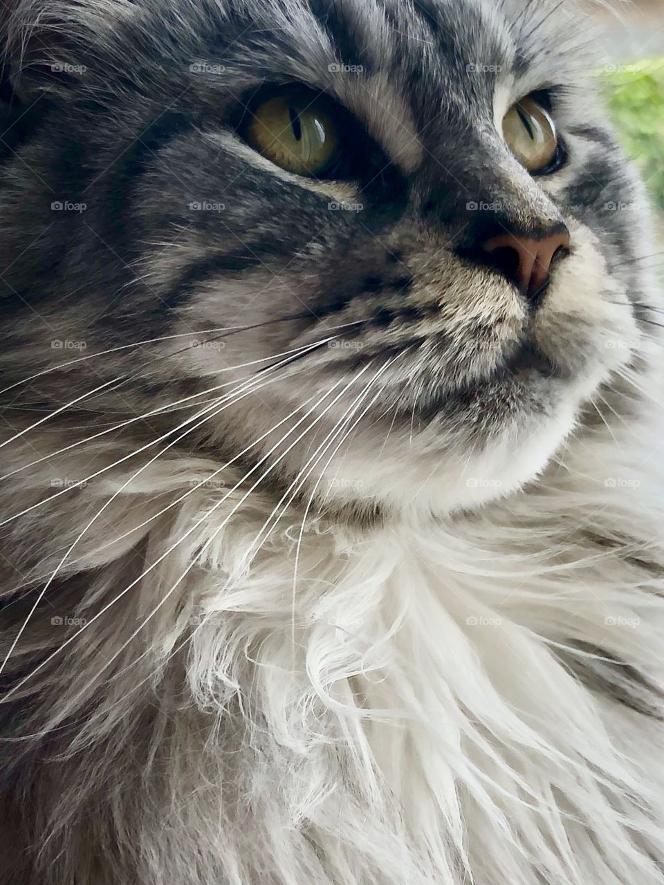 Maine coon cat portrait