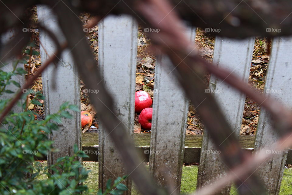 Red apples and wood fence