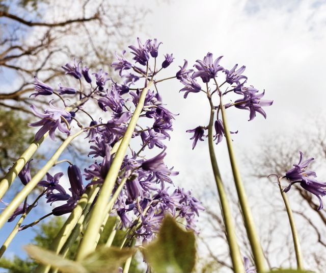 Spring flowers