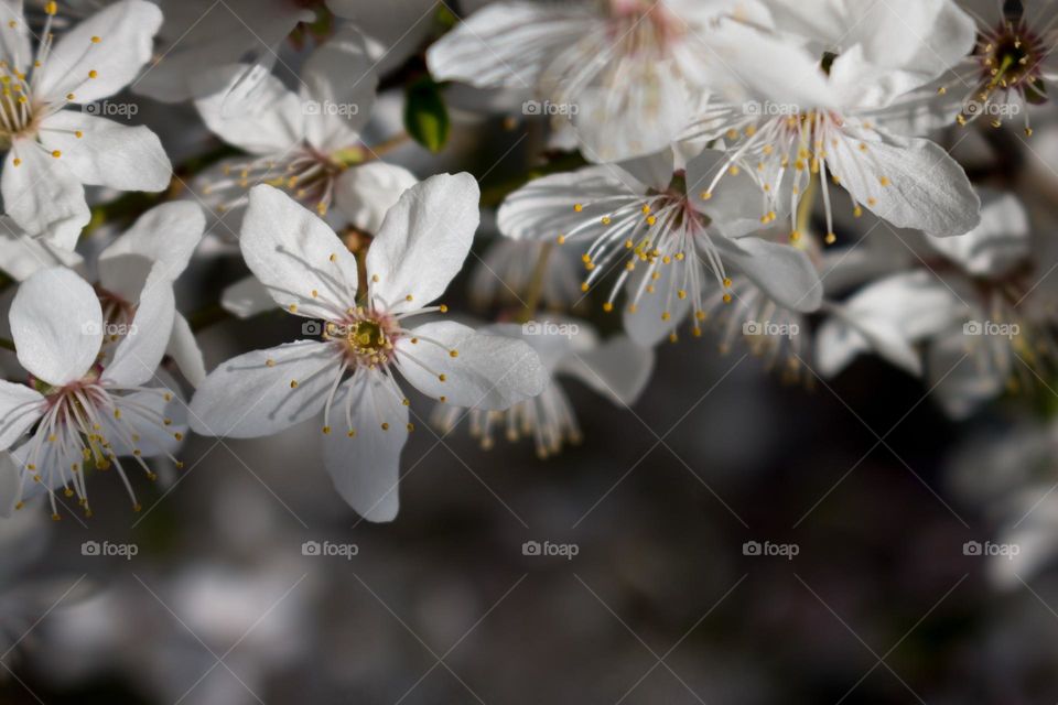 Blooming Cherry Flowers on the Park with White Buds

Foap Mission
Photo of the Week