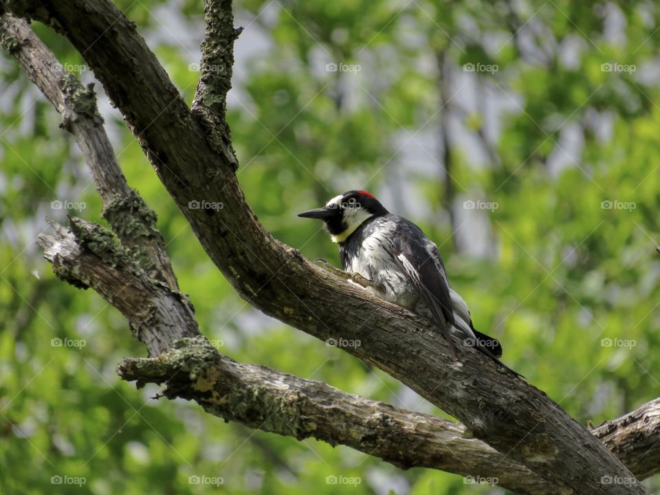 An Acorn Woodpecker Searching for a Meal