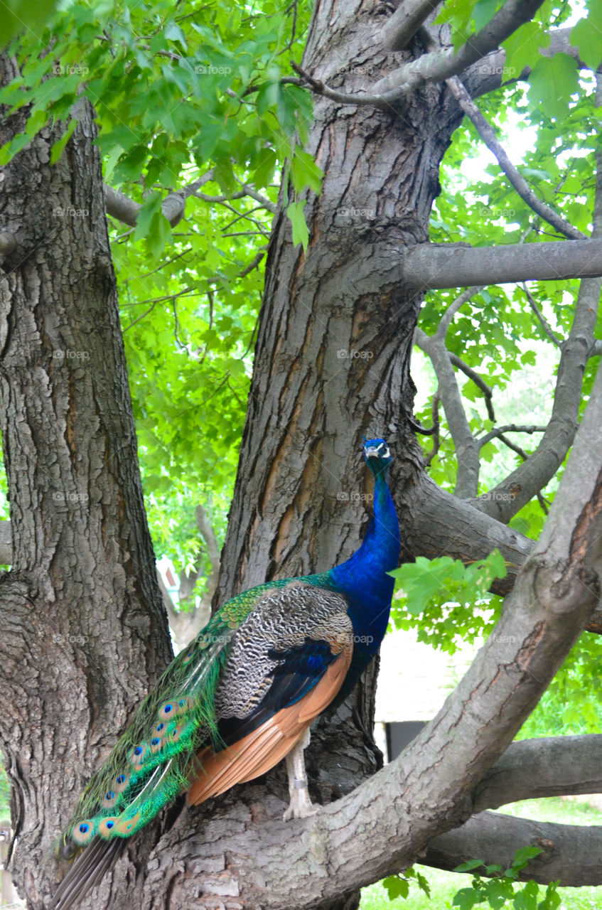 A peacock in a tree