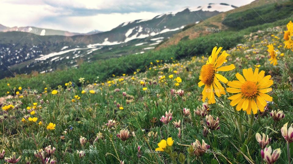 Flowers of the rocky mountains