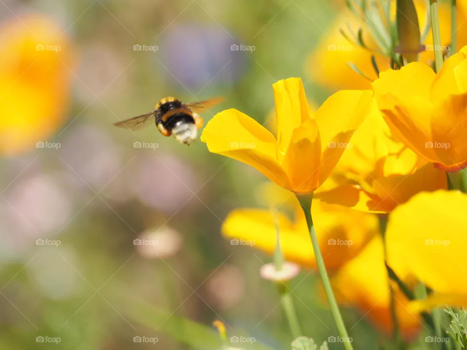 Bumblebee