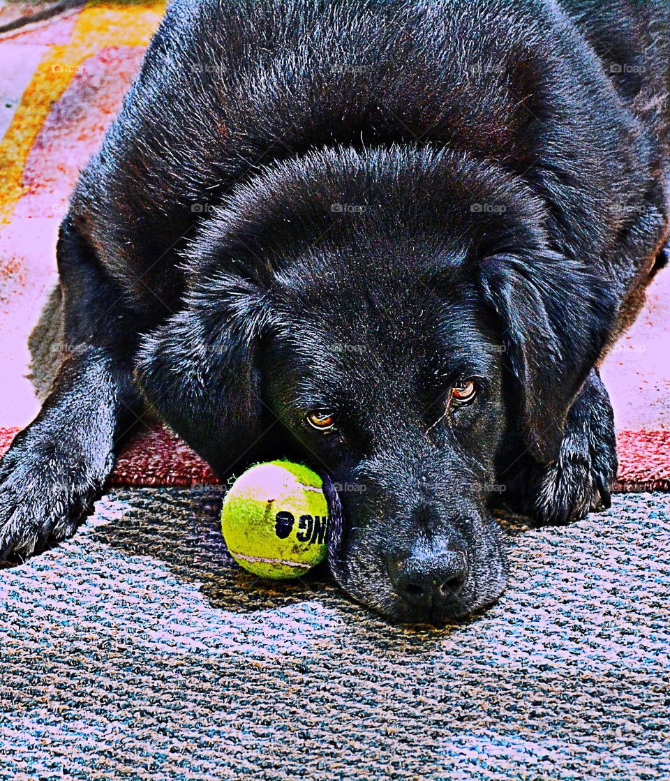 Black Labrador retriever 