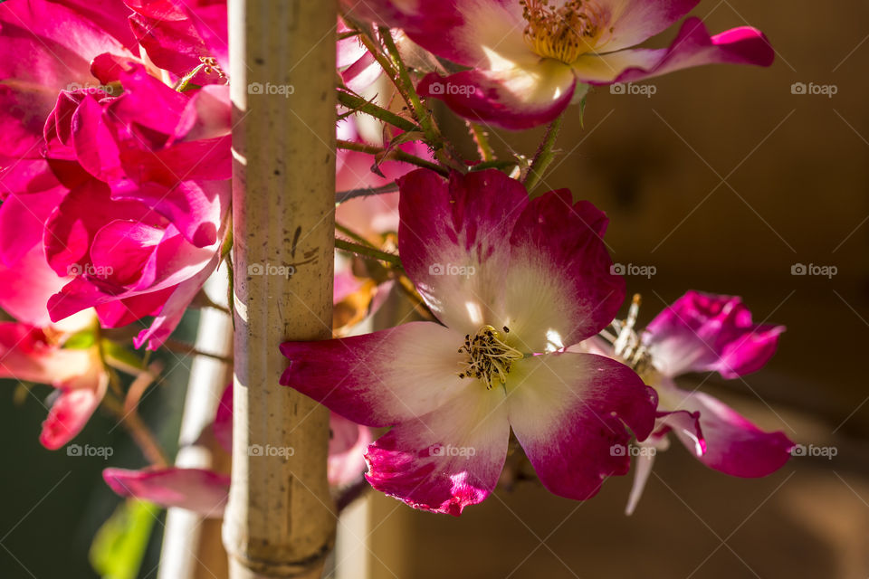 A rose climbing on a bamboo cane