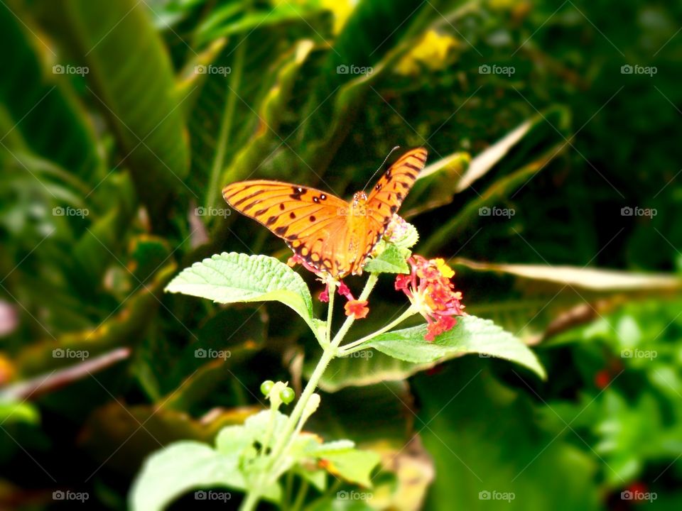 Butterfly Rainforest @ Florida Museum of Natural History - Gainesville, Florida 