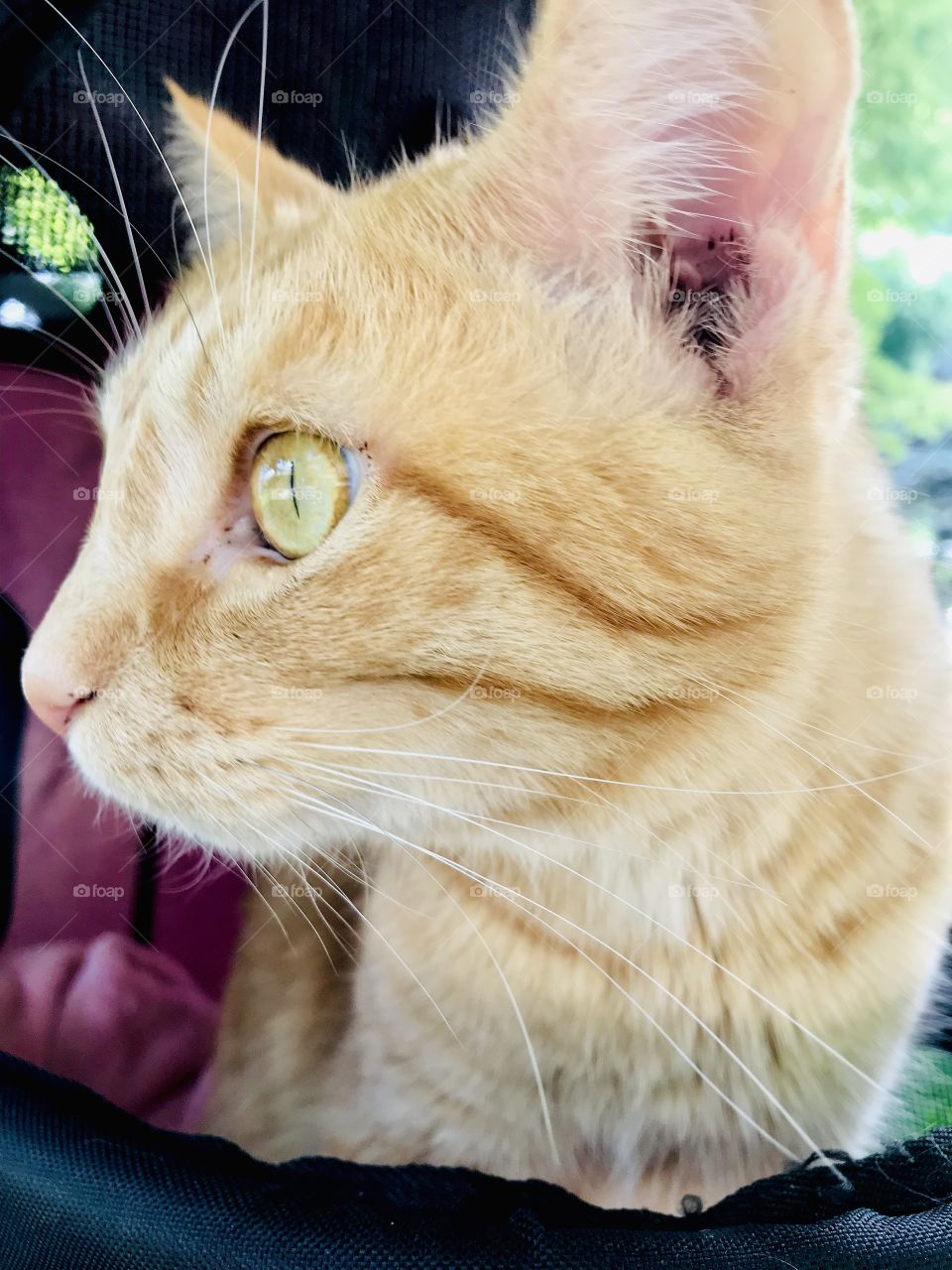 Darling orange tabby cat loving sitting in his purple stroller outside underneath the tree! 