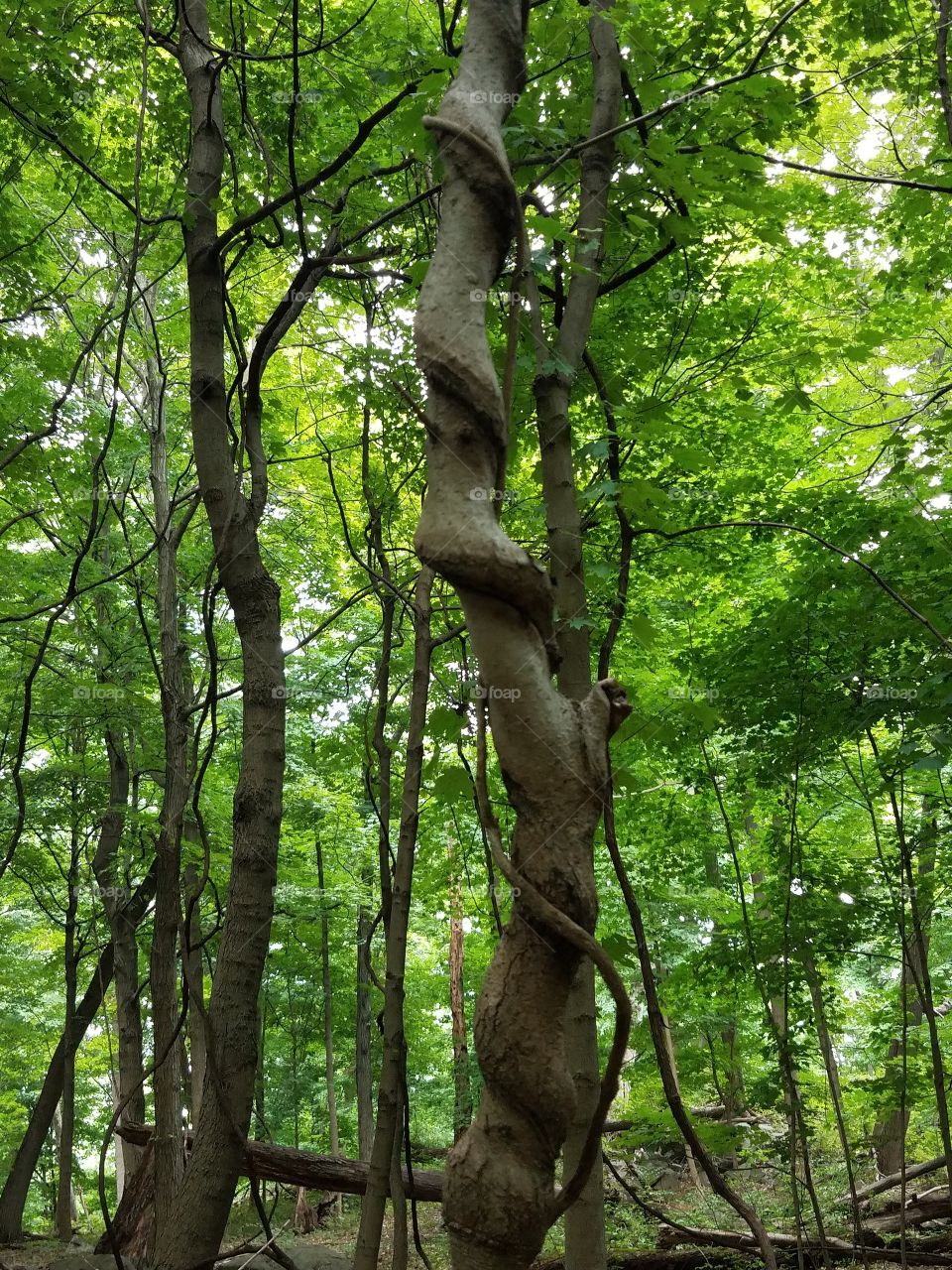 Pretzel tree