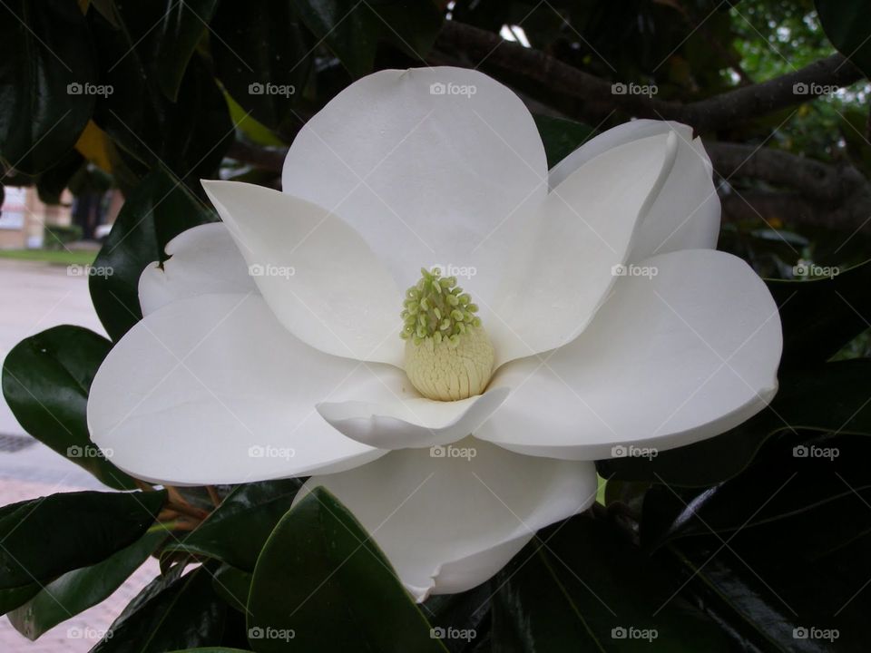 Magnolia Blossom #3