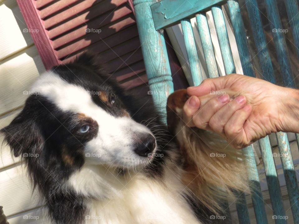 Dog and his person holding hands.