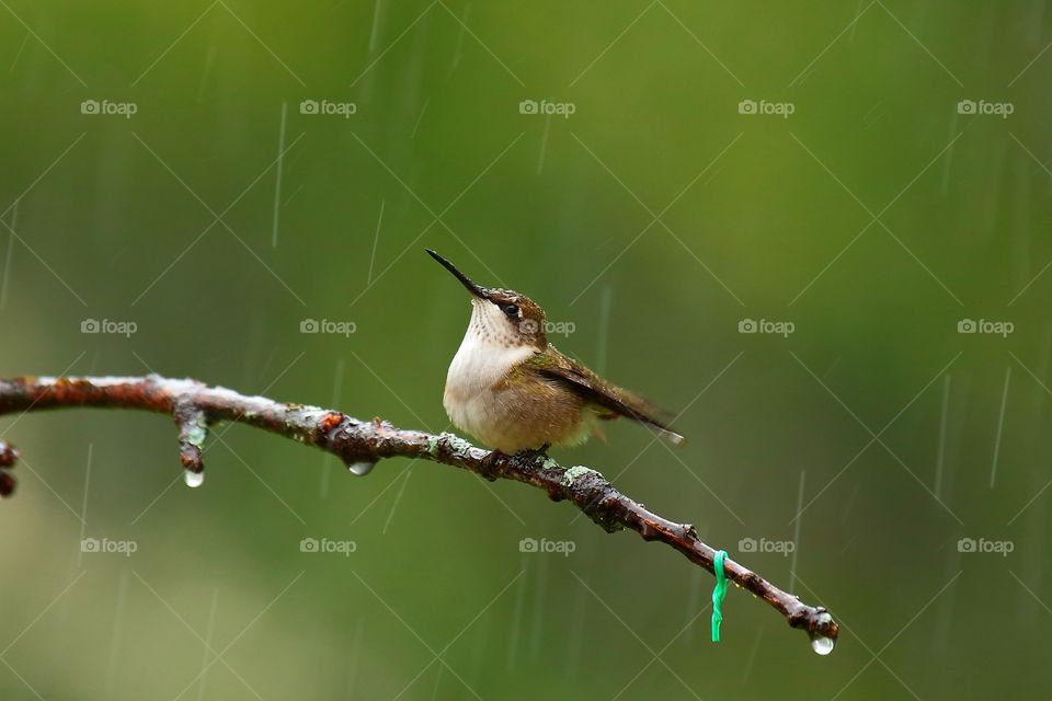hummingbird in the rain