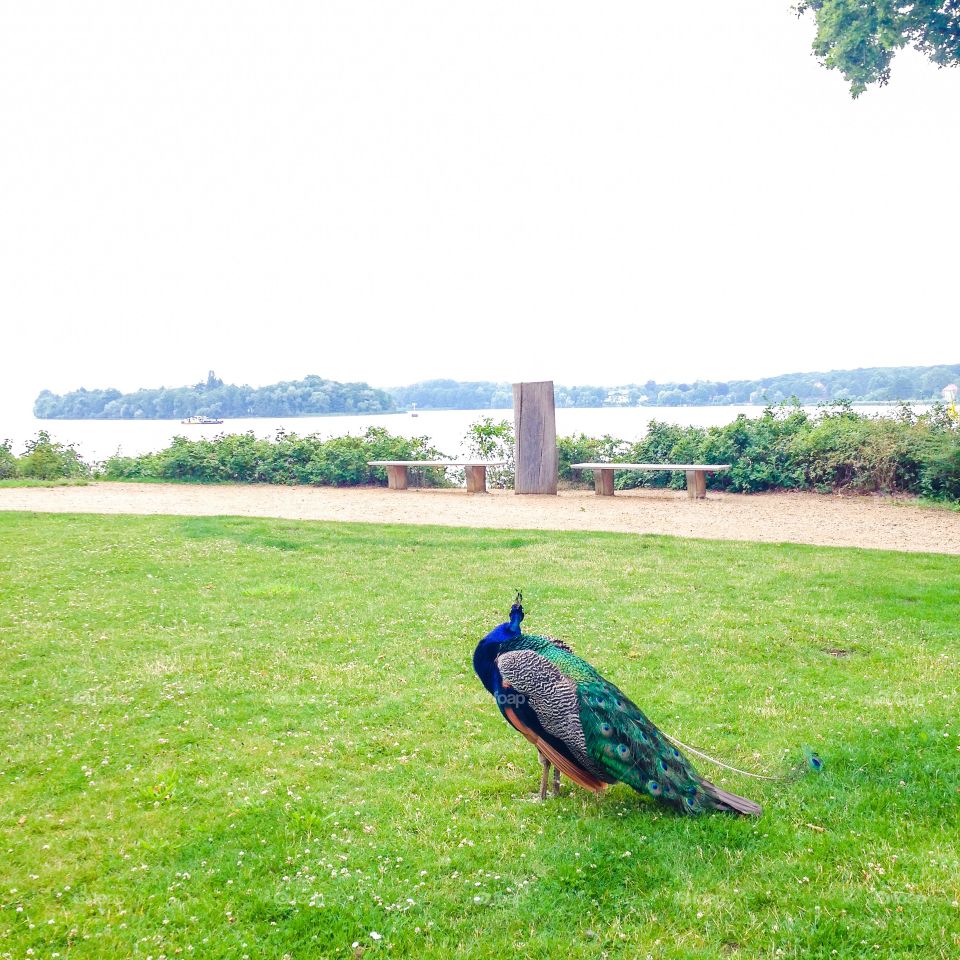 peacock at pfaueninsel berlin