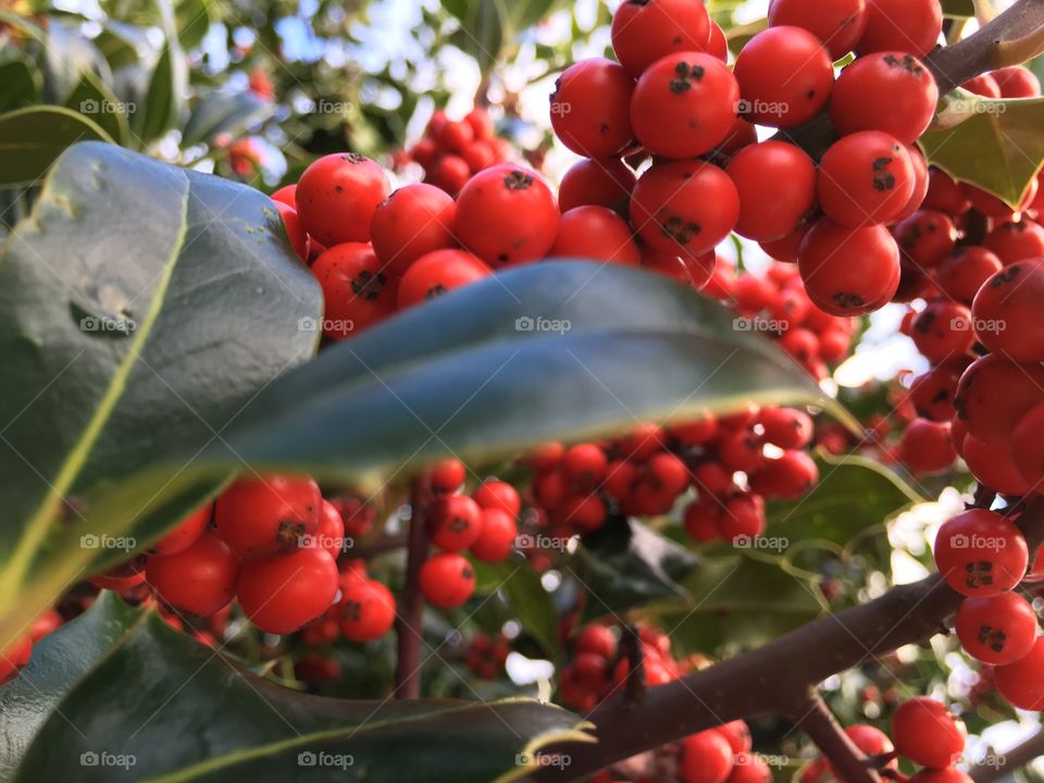 Close-up of berry on tree