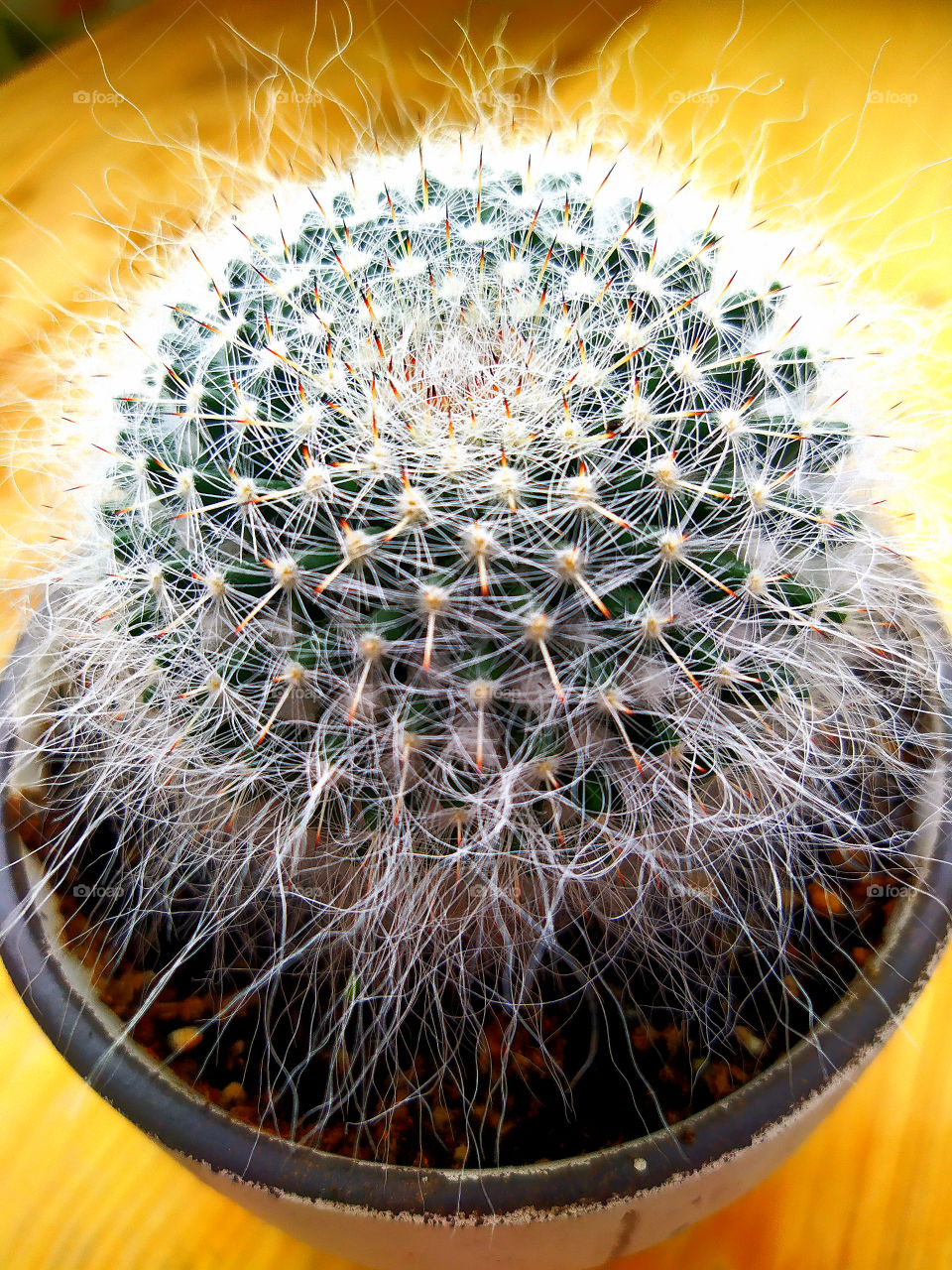 Cactus with increased shaggy