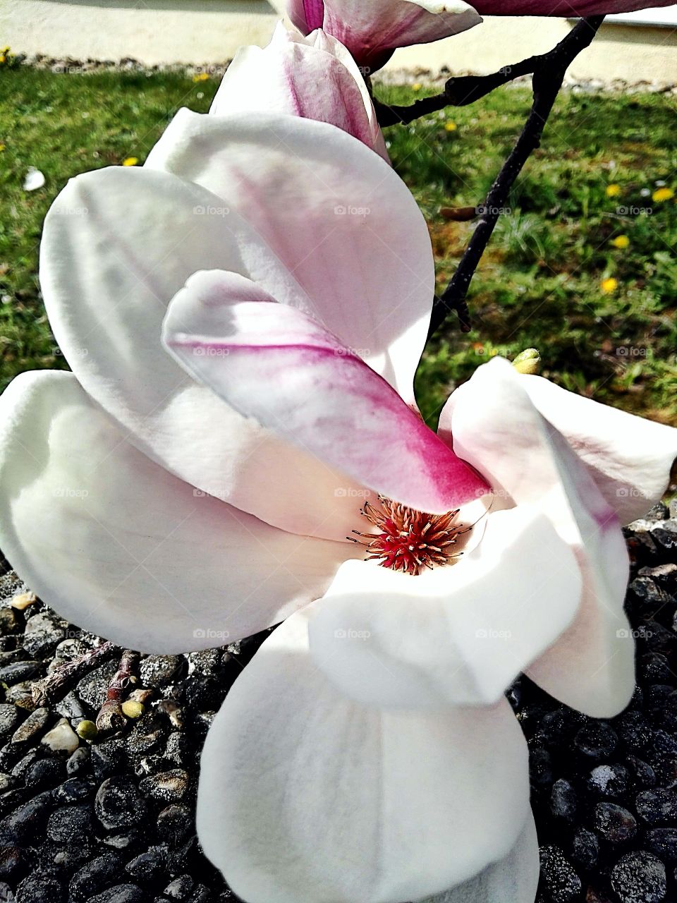 pink and white magnolia flower