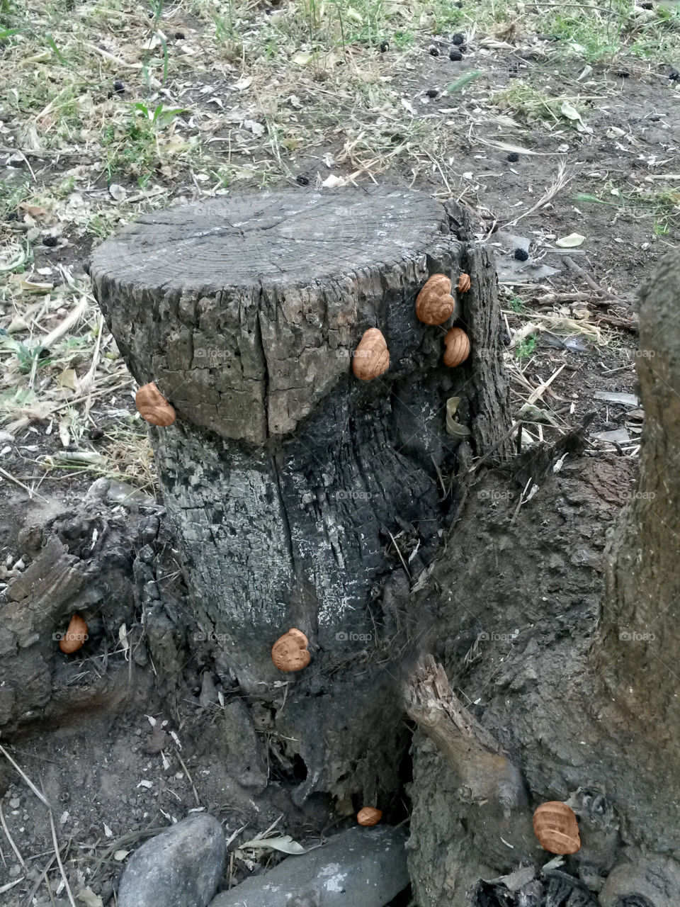 Snails on the old stump