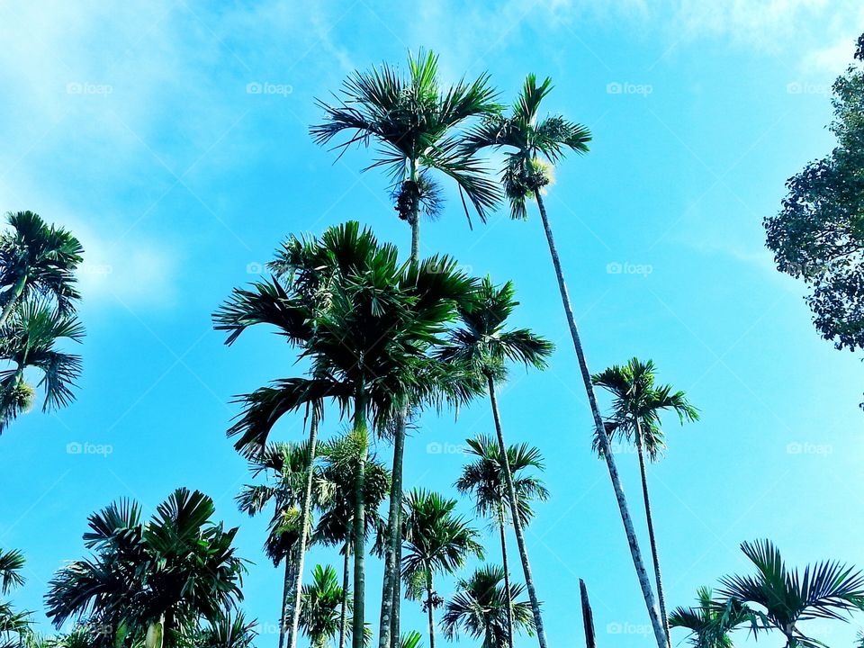 blue tree. trees of blue