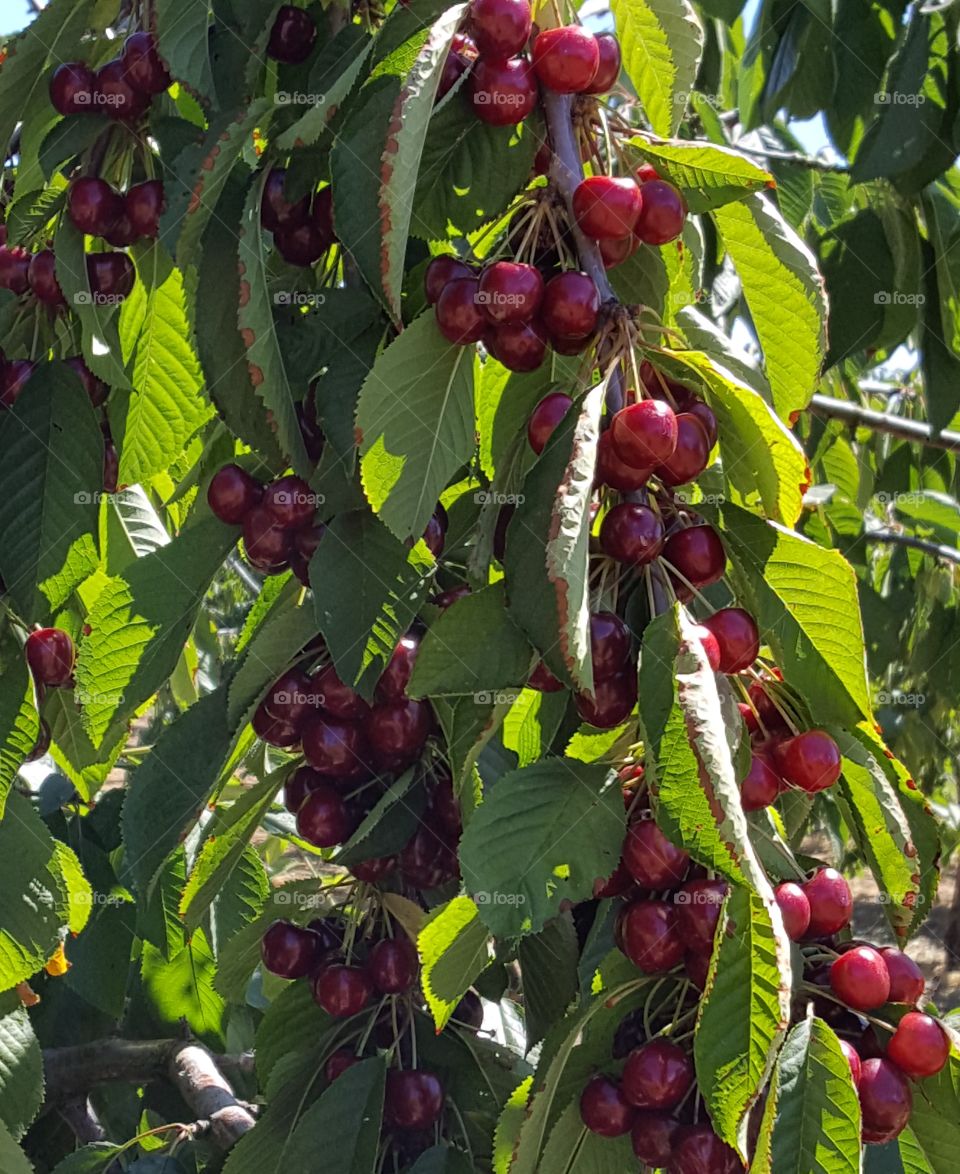 cherry branches