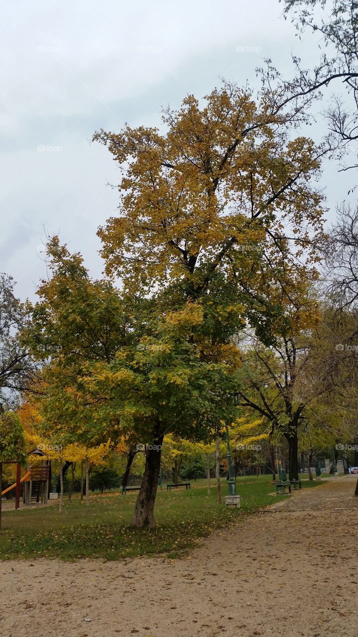 Tree, No Person, Fall, Leaf, Landscape