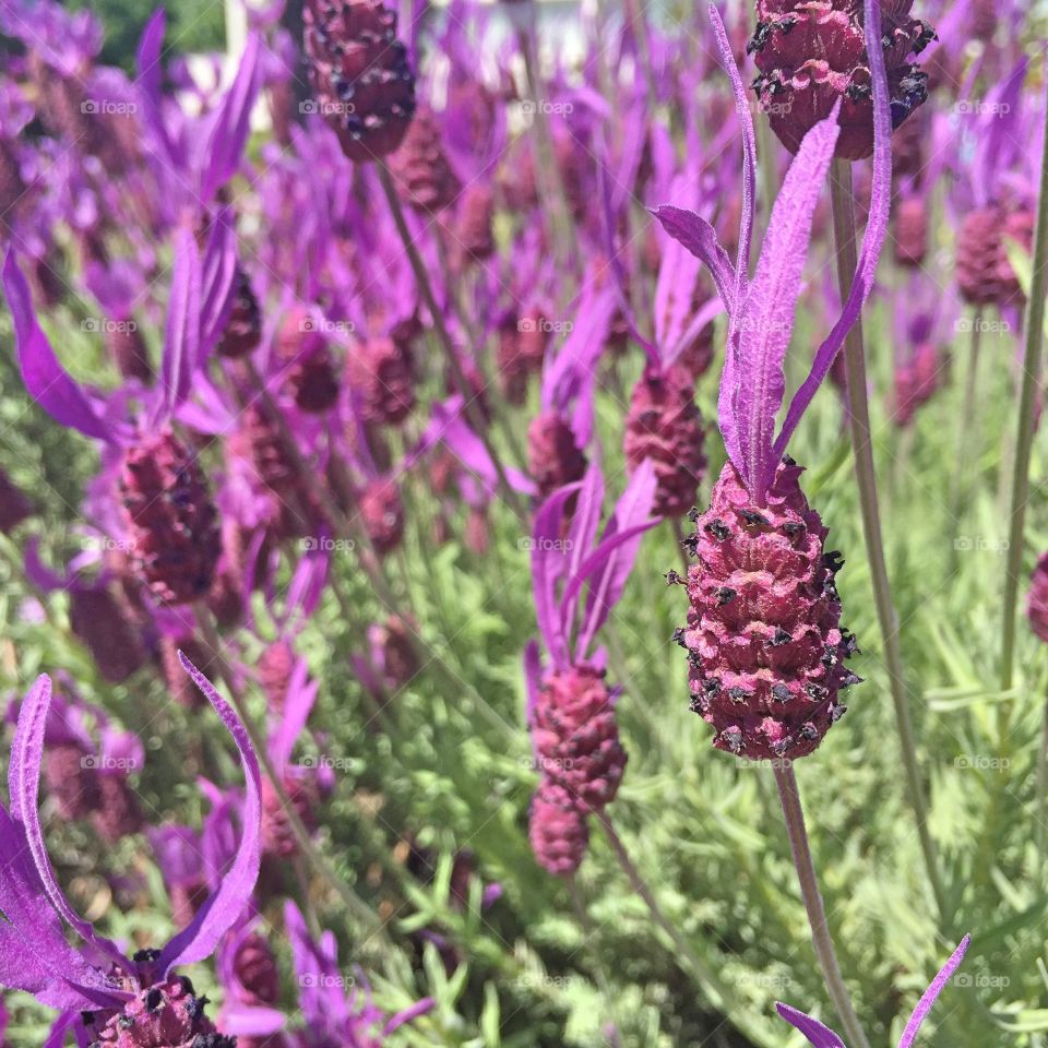 Lavender fields