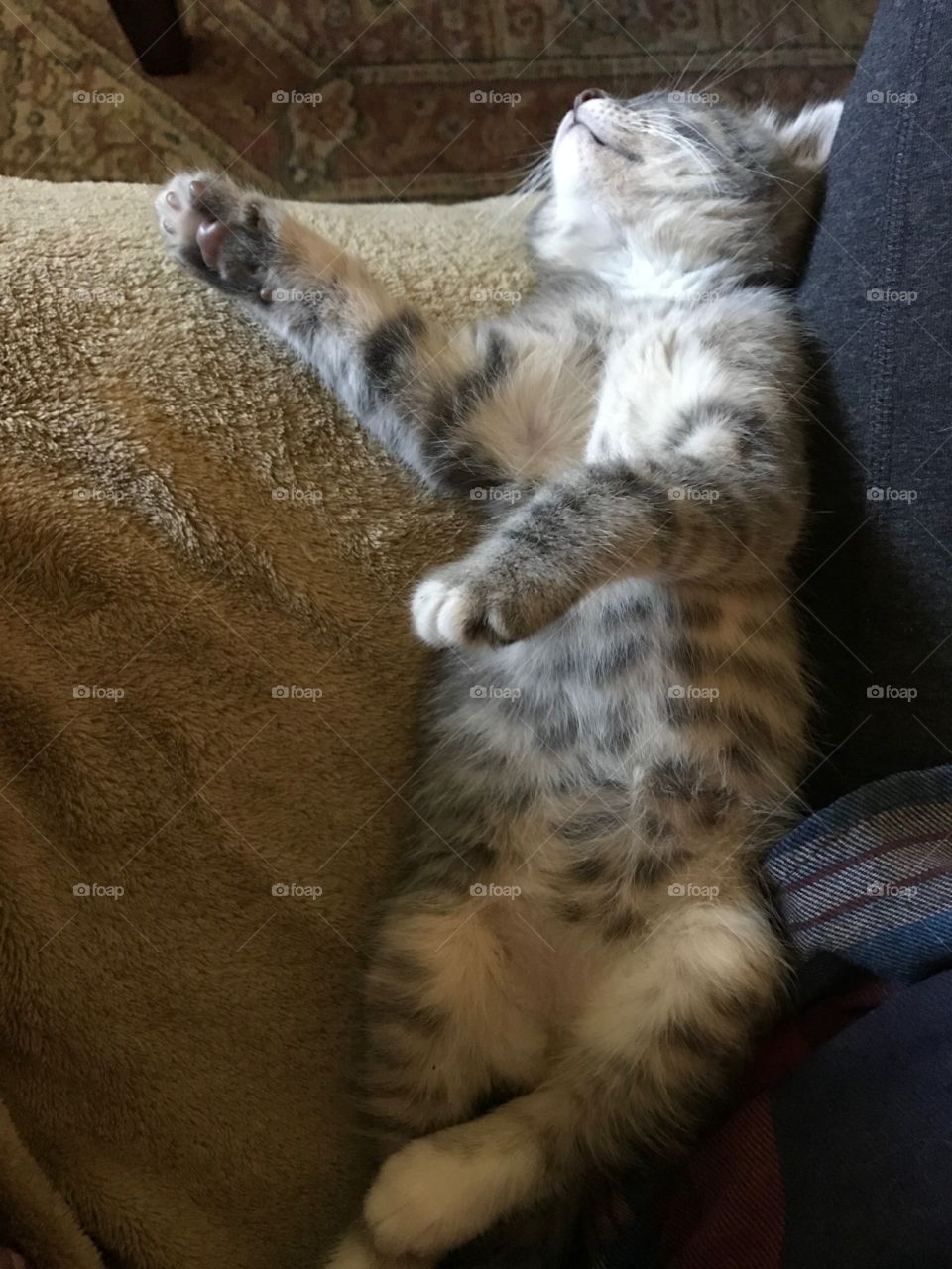 Kitten Sleeping 