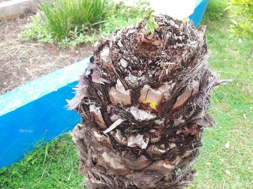 growing coconut tree in summer