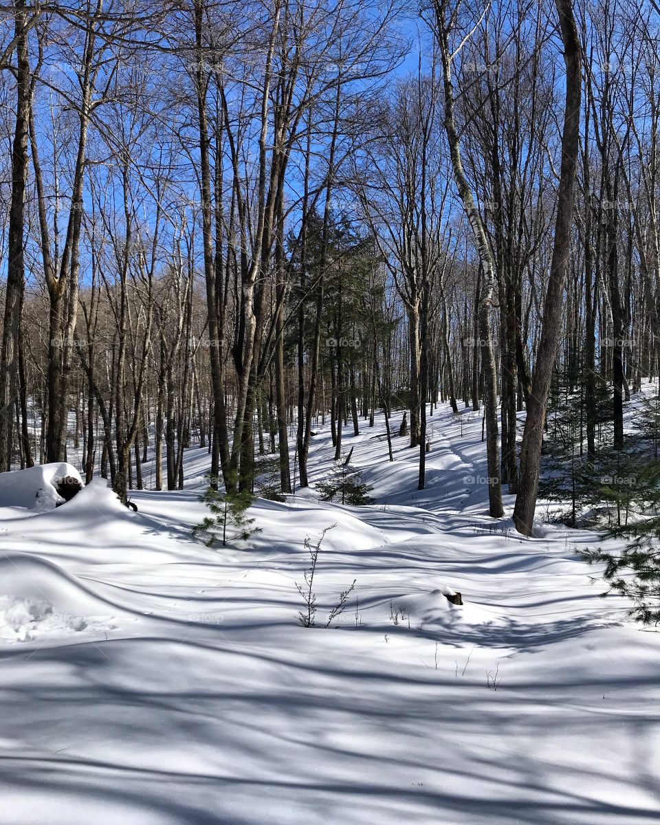Winter in the big woods. Covered in snow and lengthening shadows.