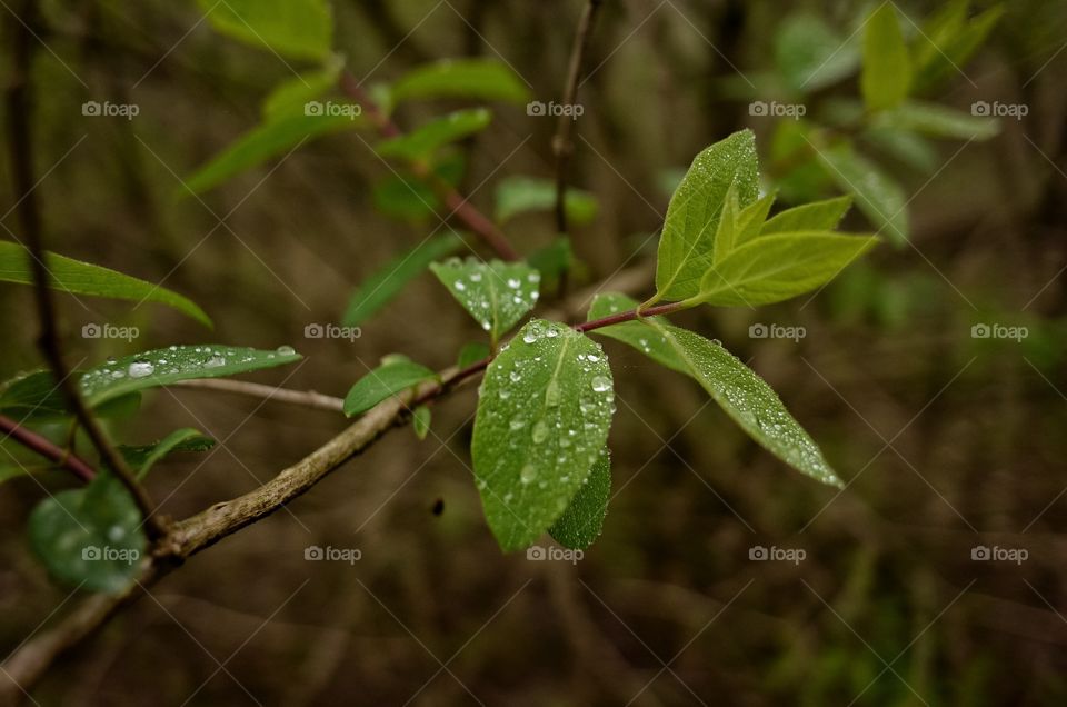 Waterdrop on green leaf