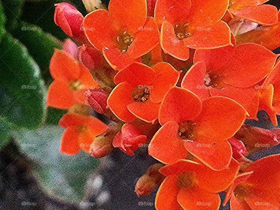 orange flower