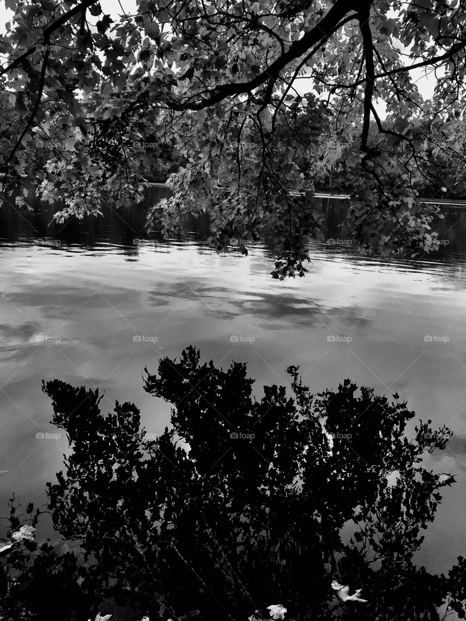 Reflection at Historic Yates Mill Park