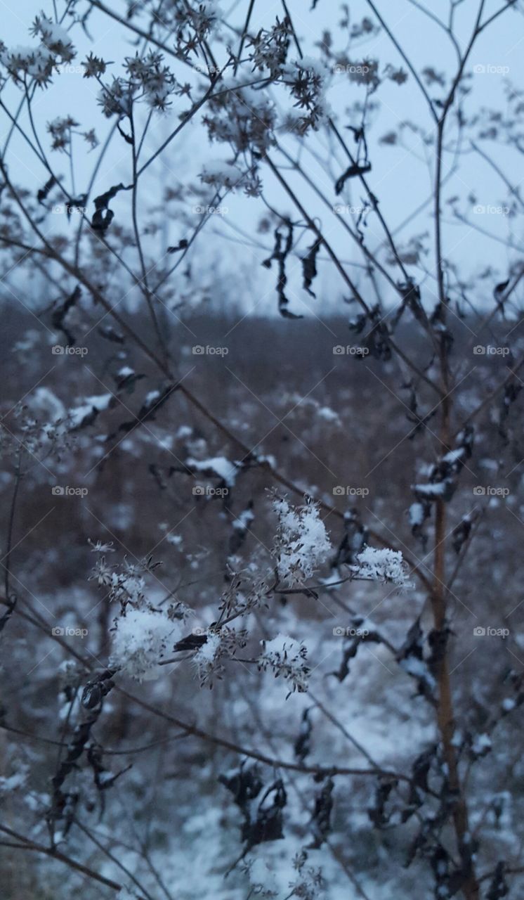 snowy wild flowers in forest