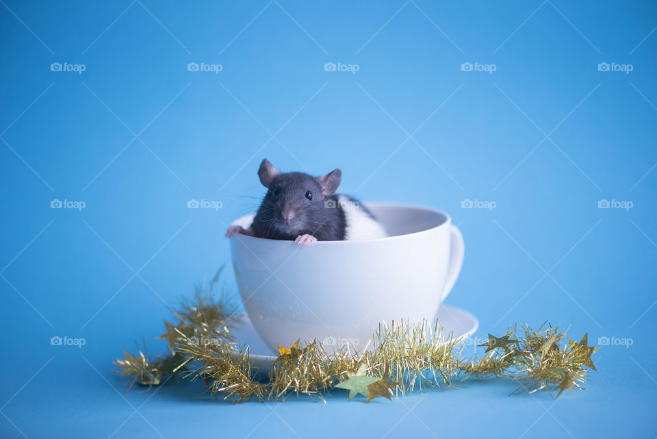 Rat in white cup, symbol of New Year 2020